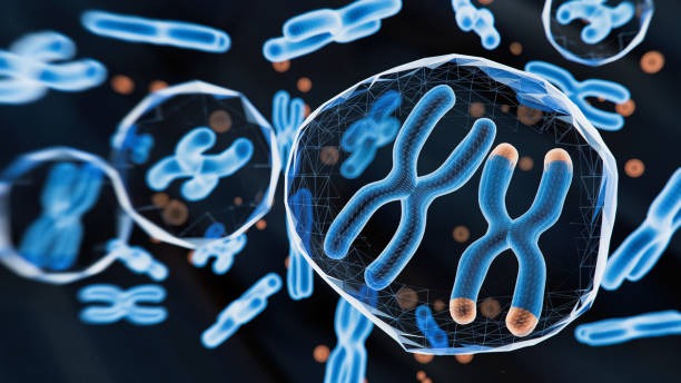 Cell Chromosomes