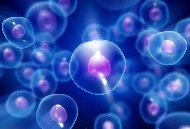 Cell Nucleus.png
