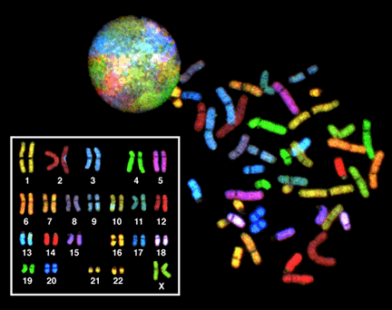 Cell Nucleus Chromosomes