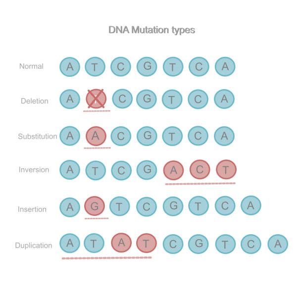 DNA SNP Nucleotide Substitution