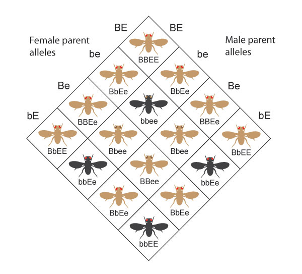 Drosophila allele inheritance — dominant red eyes / brown body, heterozygous red eyes / black body, homozygous recessive brown eyes / black body