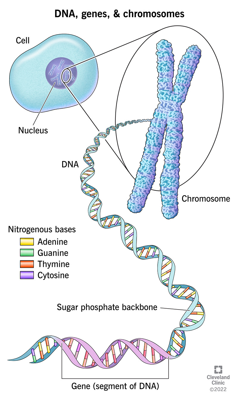 How genes work — four allele types diagram