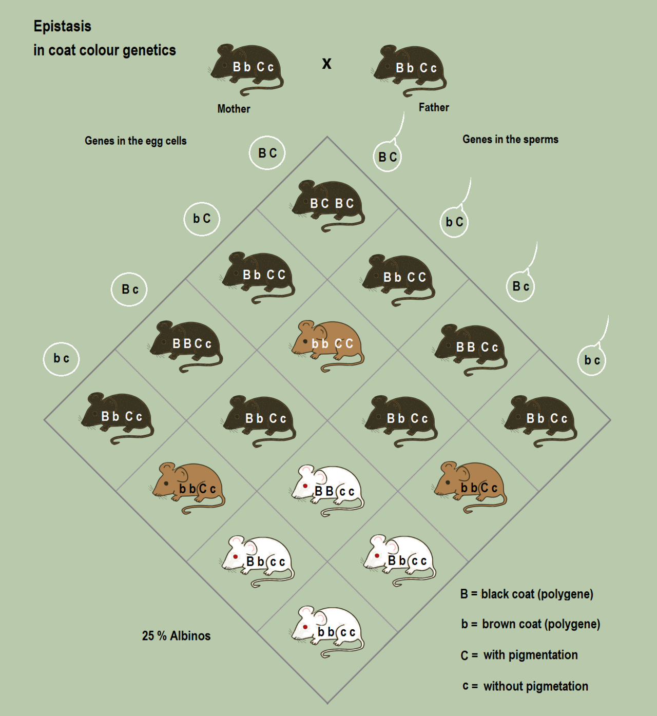 Epistasis in mice coat colour — Punnett square showing white mice carrying hidden B/b alleles