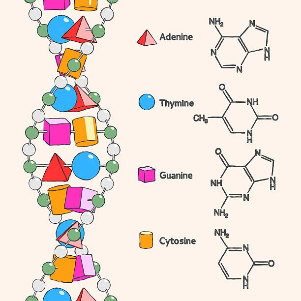 Nucleotides Adenine Cytosine Guanine Thymine.jpg