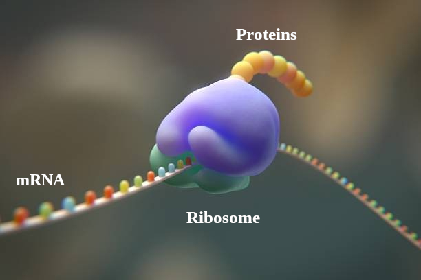Translation of mRNA into Protein by Ribosome